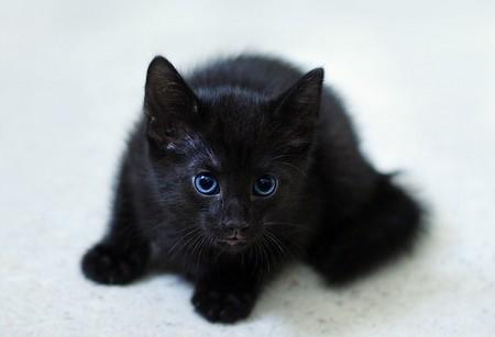 chaton-noir.jpg