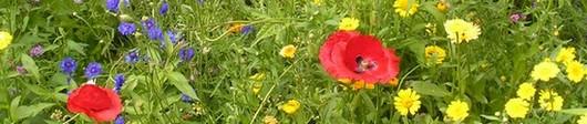 Fleurs sauvages fleurs-sauvages.jpg