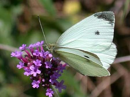 papillon-jour.jpg