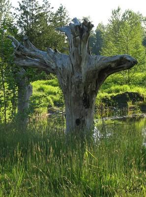 arbre-mort-jardins.jpg