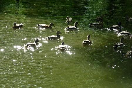 Gais canards douleur-deteste.jpg