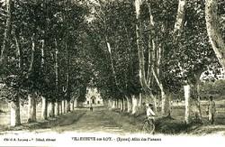 platanes2-petit.jpg